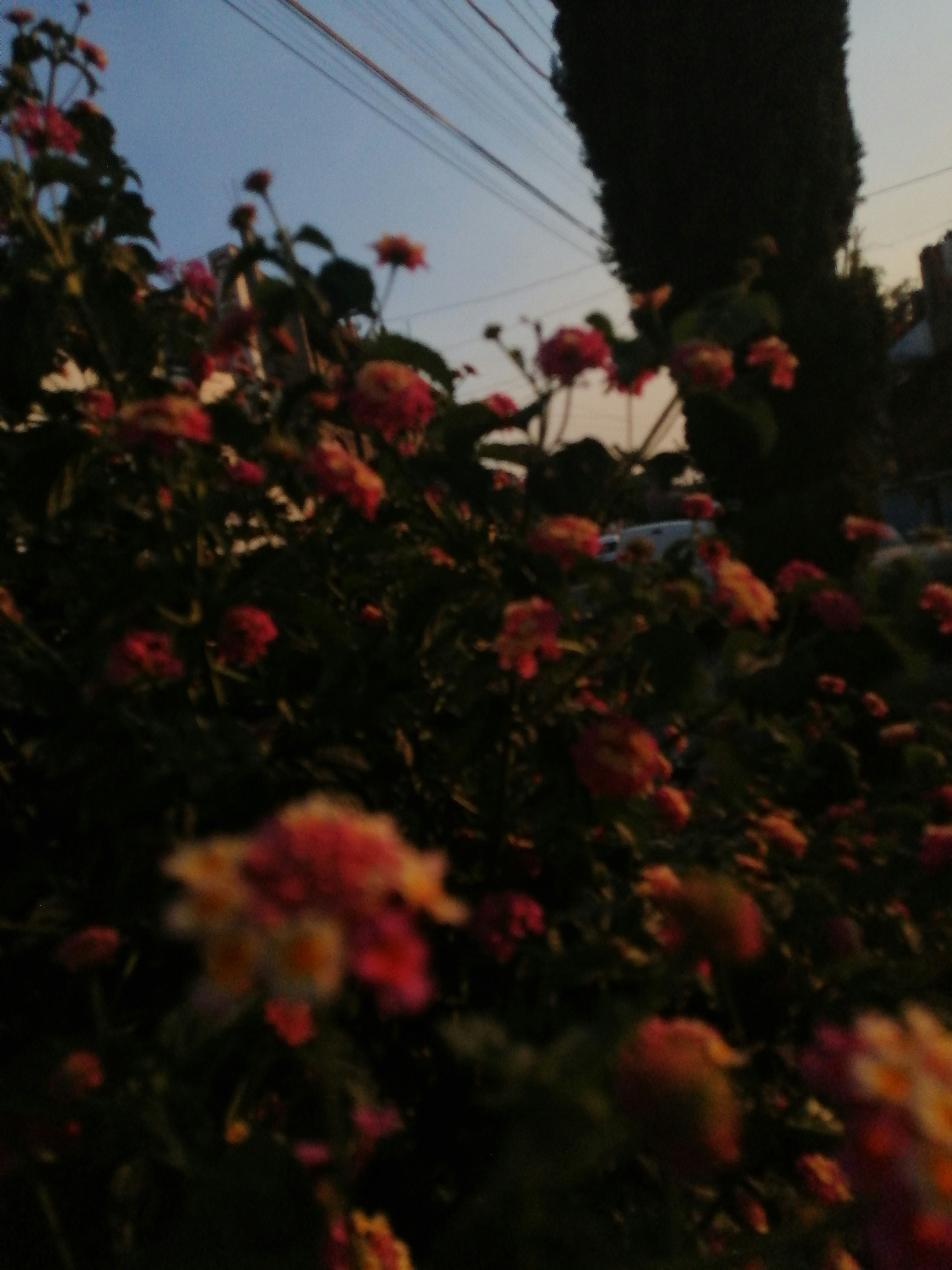 Low maintenance flower garden ideas