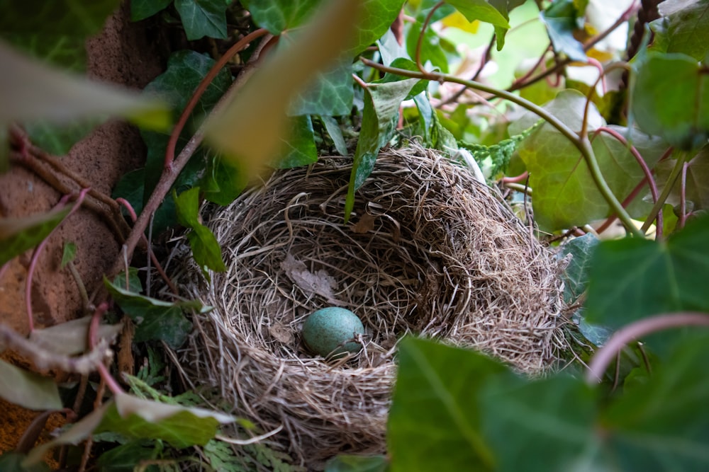 green egg on brown nest