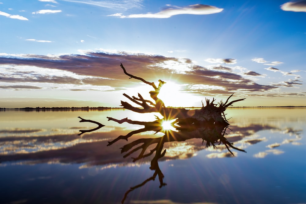 white and brown flower on body of water during daytime