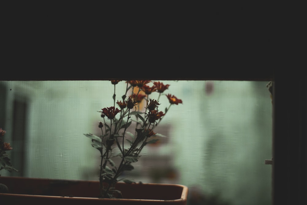 green plant on brown pot