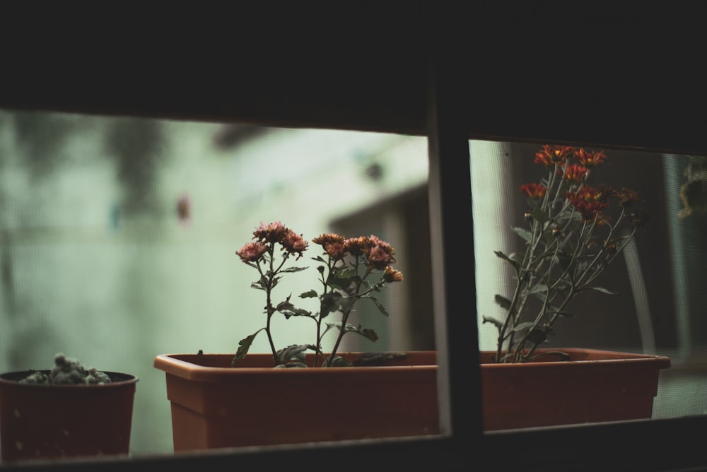 red flowers in brown clay pot