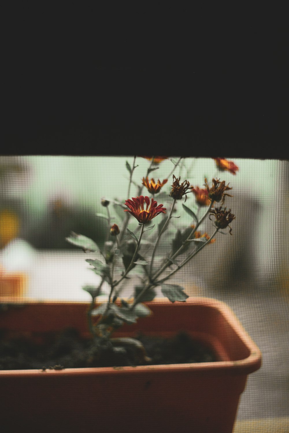 green plant on brown pot