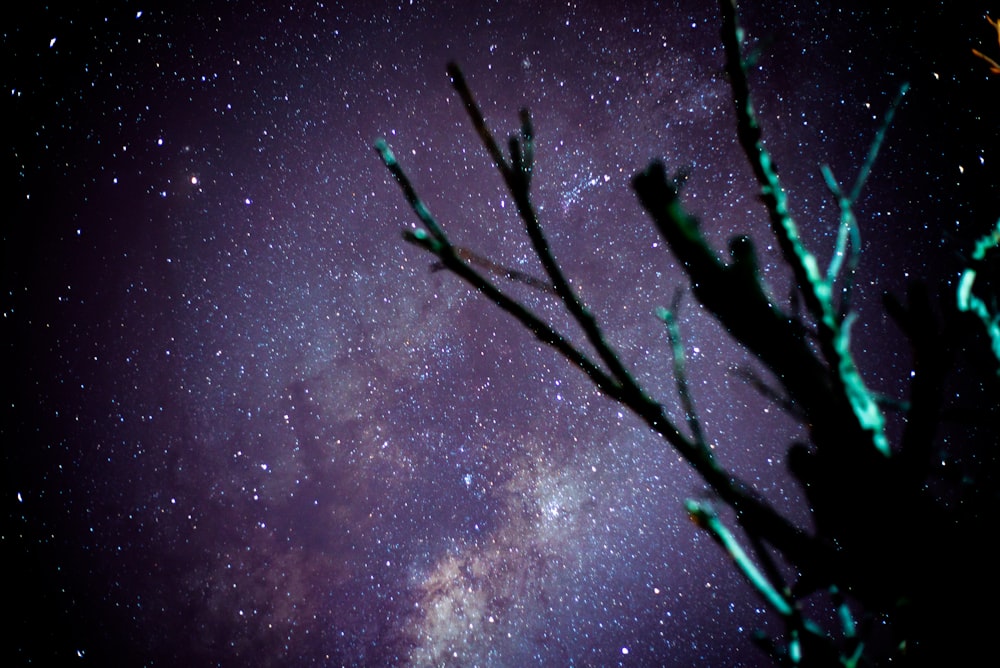 green plant under starry night