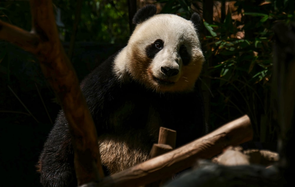 white and black panda on brown tree branch during daytime