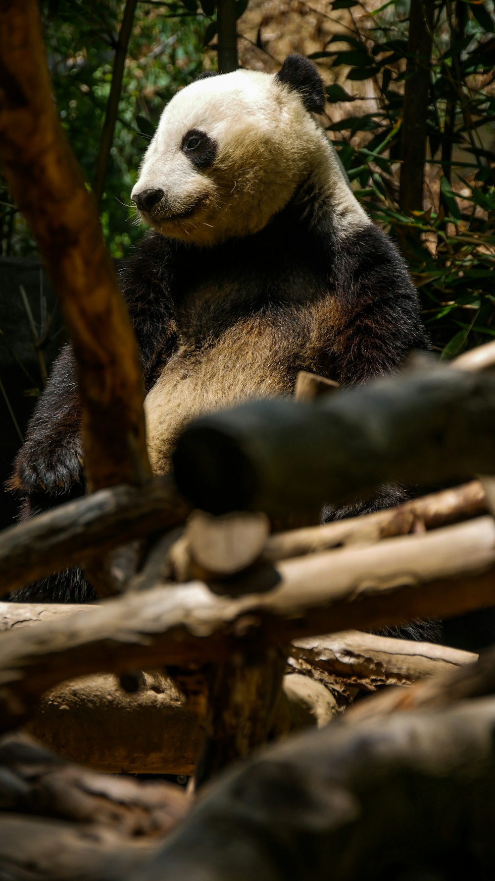 black and white panda on brown tree branch