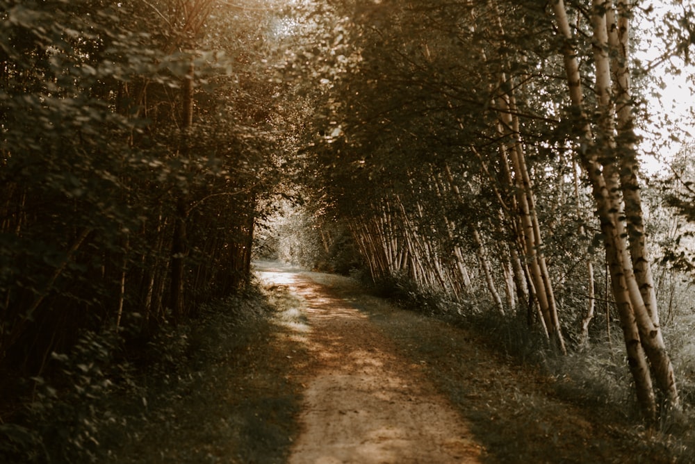 brown pathway between brown trees during daytime