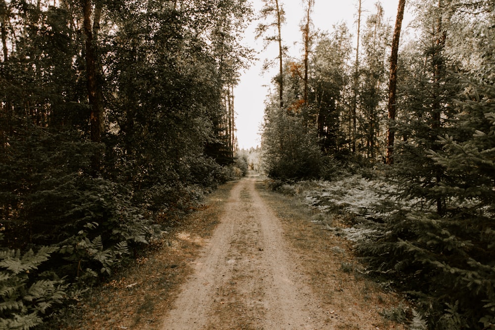 brown dirt road between green trees during daytime