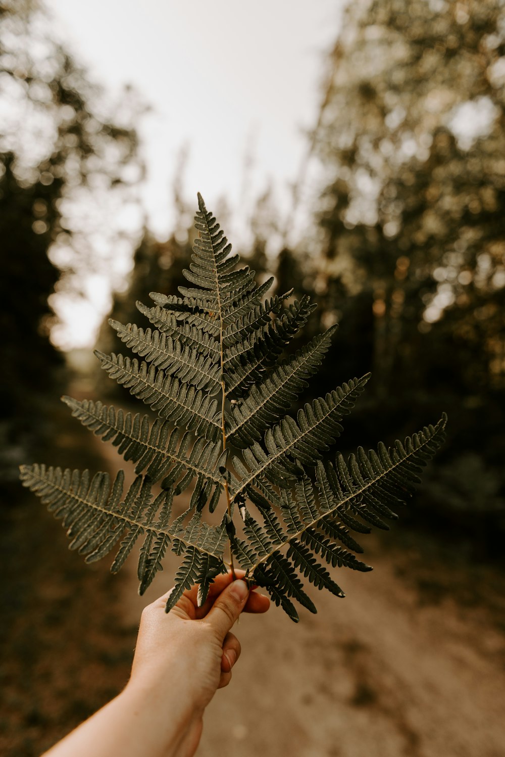 person holding green pine tree leaf