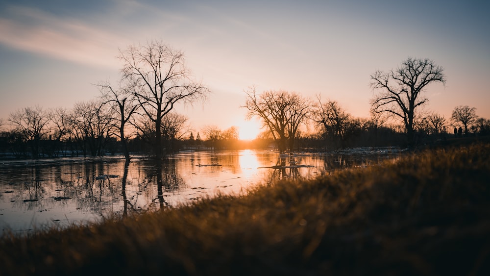 leafless trees near body of water during sunset