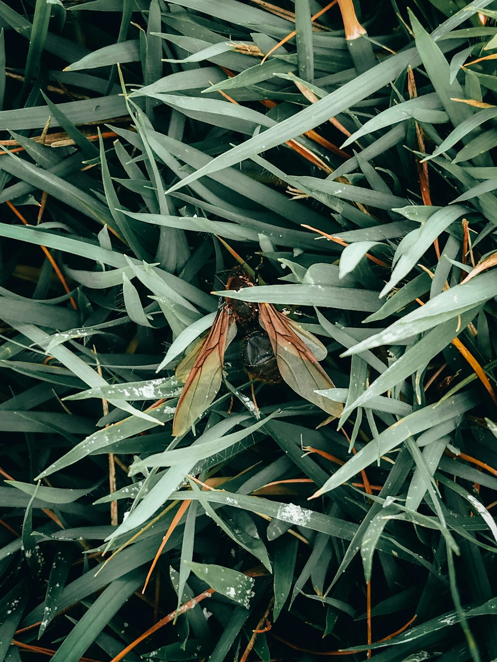 green and white plant leaves