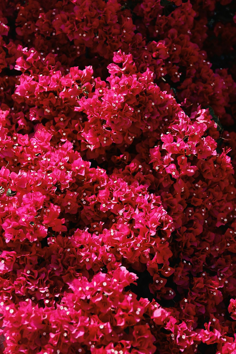 flores rosas en fotografía de cerca