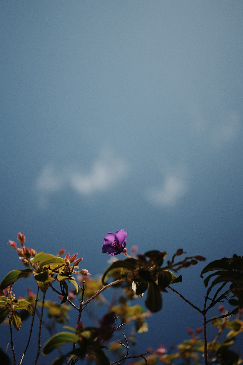 pink flower with green leaves under blue sky