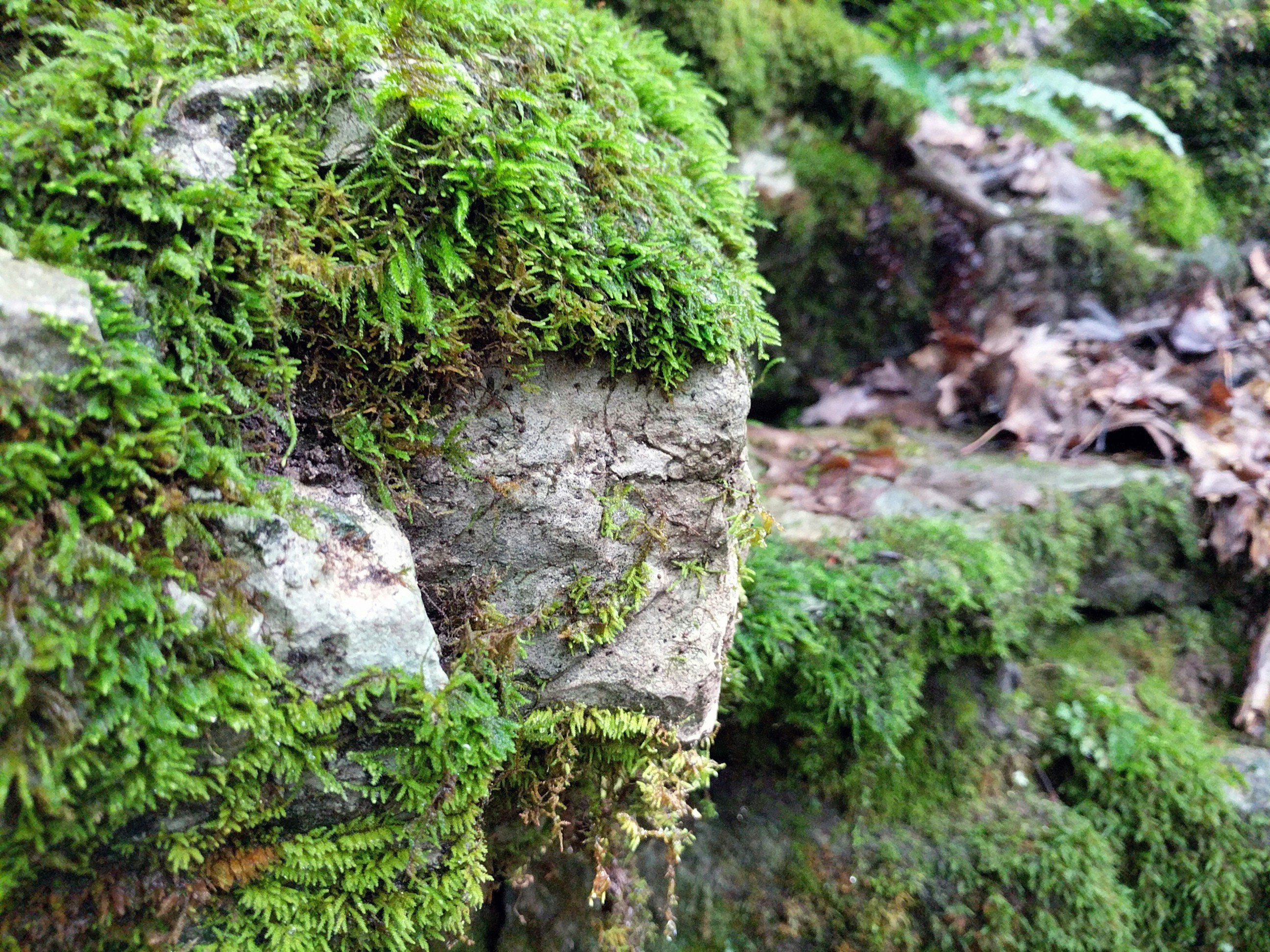 Moss growing on a rock.