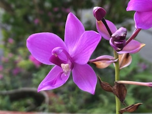 A close-up of a vibrant orchid flower in full bloom.