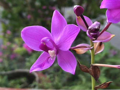 A serene close-up of a blooming deep orchid purple orchid with soft natural lighting.