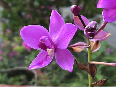 A close-up of a vibrant orchid flower in full bloom.
