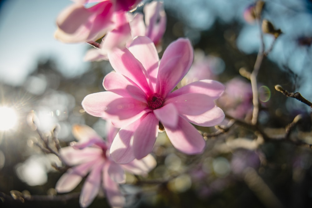 pink and white flower in tilt shift lens