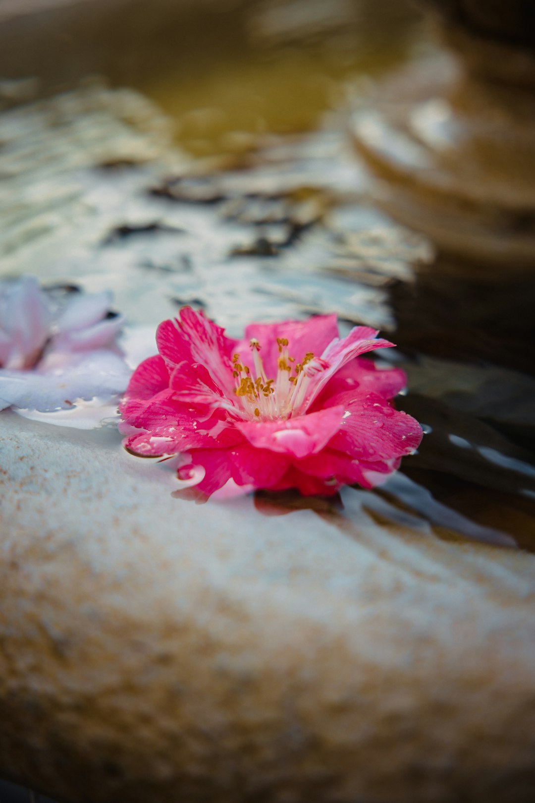 pink flower on white sand