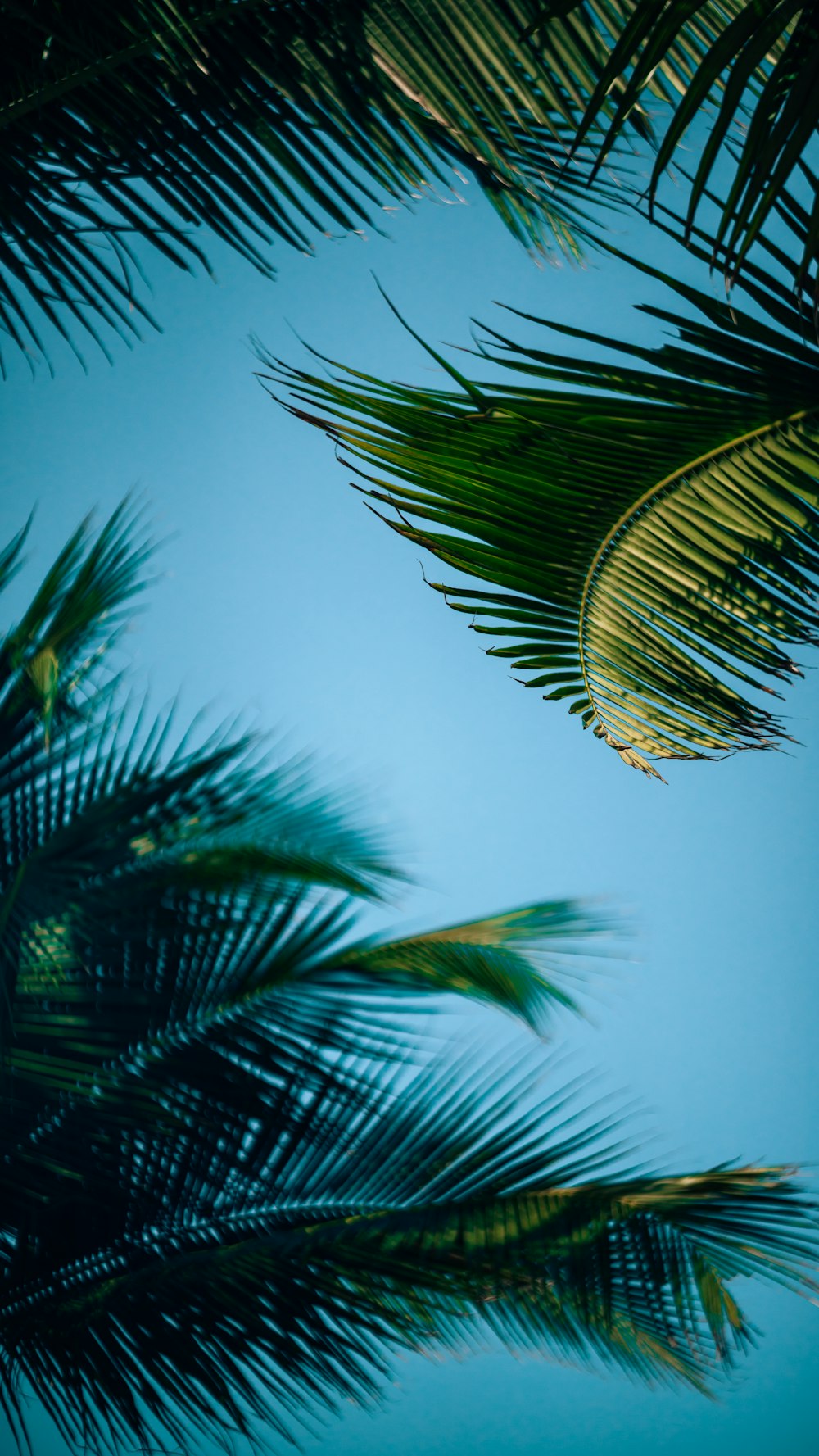 green palm tree under blue sky during daytime