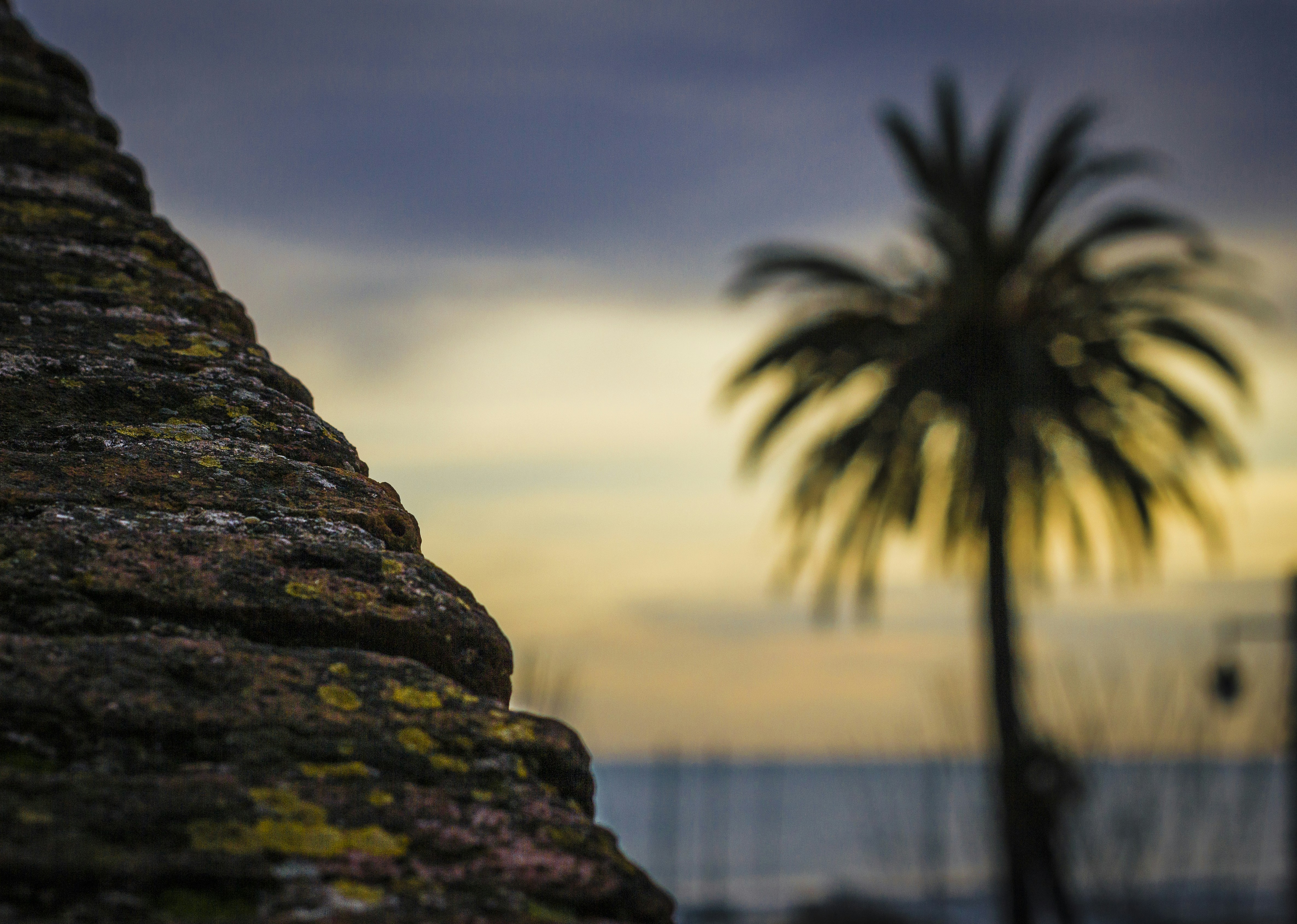 Sitges, Spain - Palm tree in the mediterranean