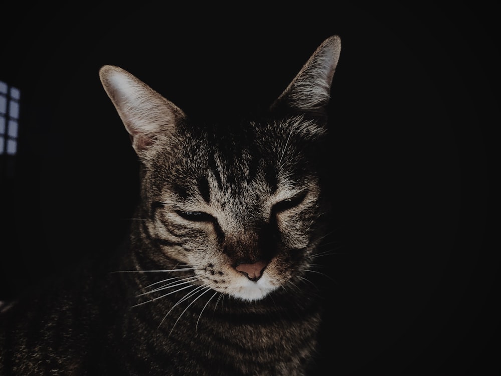 brown tabby cat with black background