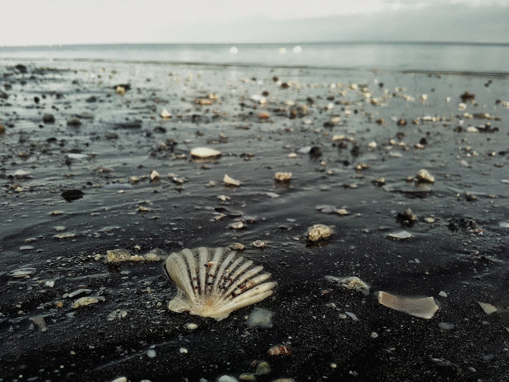 gray and white sea shell on the shore