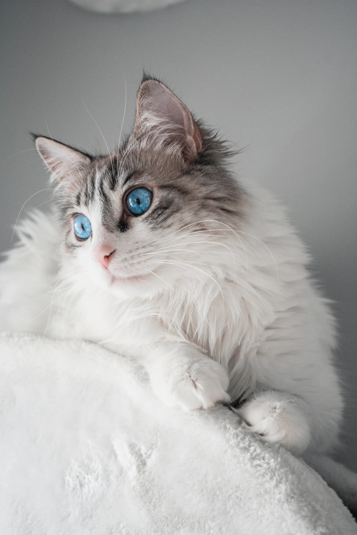 Siberian cat