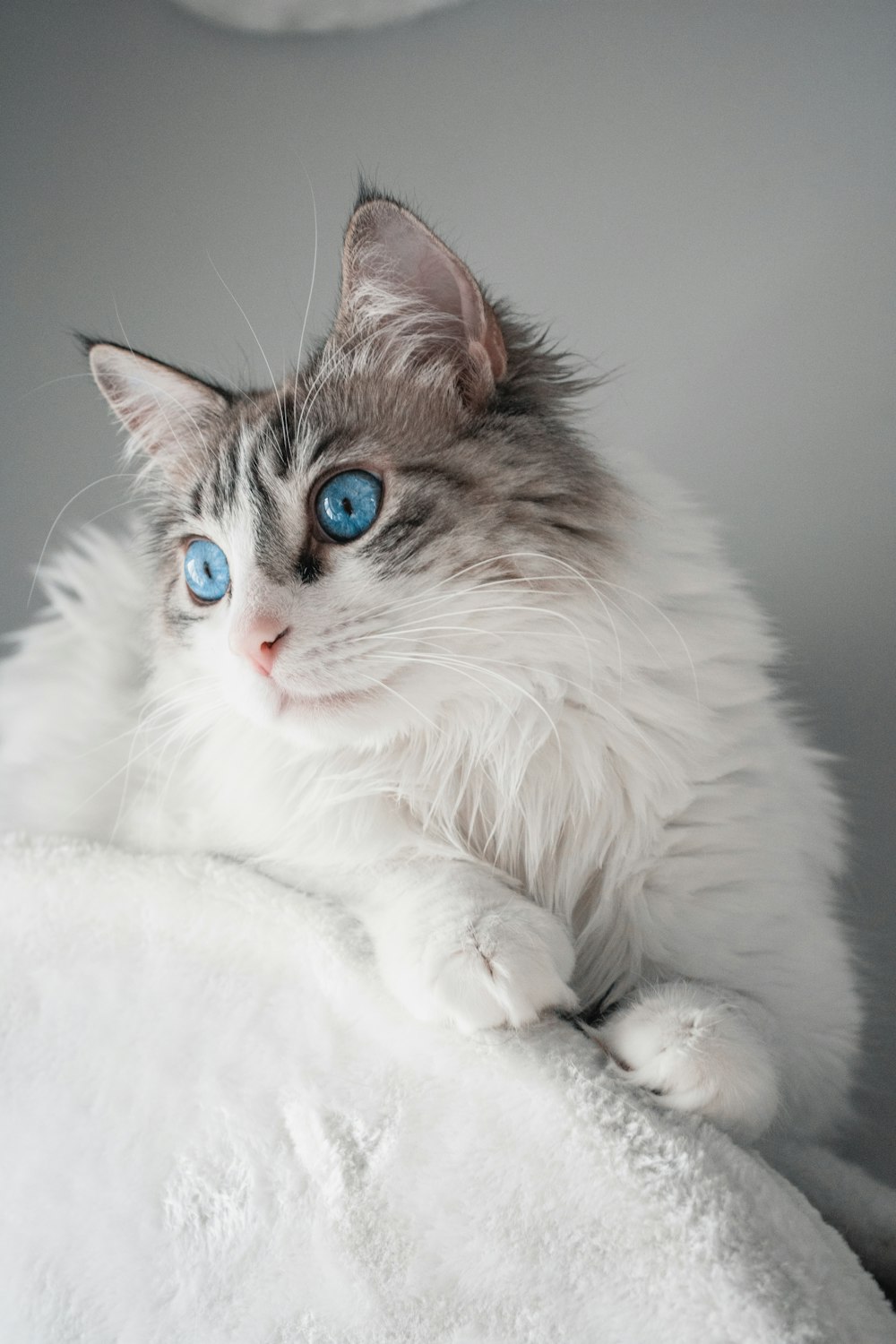 white and brown long fur cat