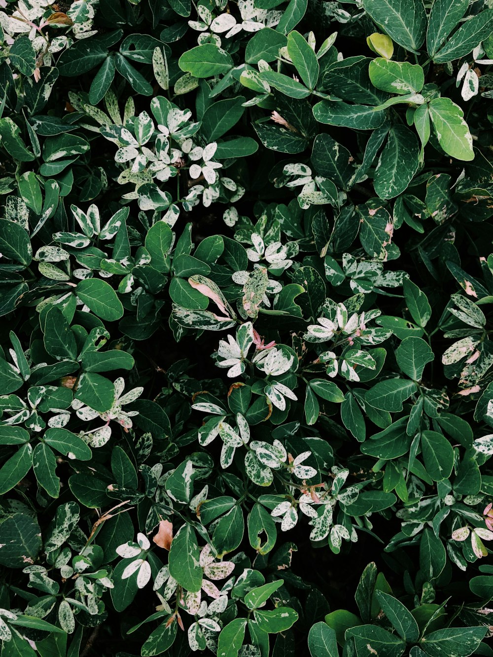 pink and white flowers with green leaves