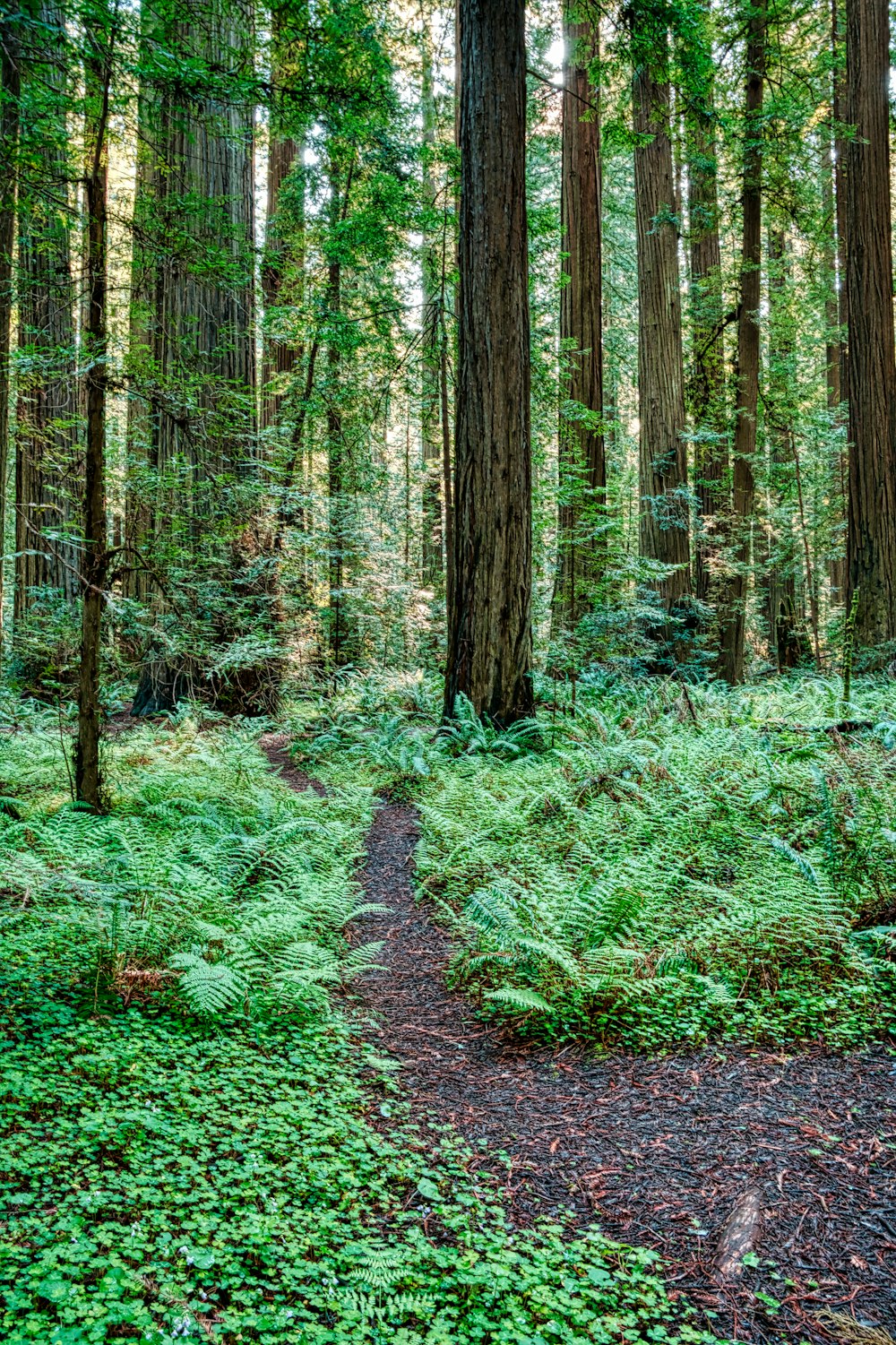 green grass and brown trees during daytime