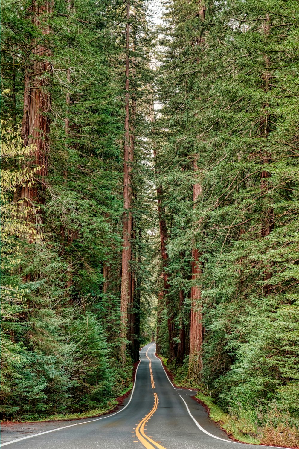 Persona con chaqueta blanca y jeans de mezclilla azules caminando por el camino en medio del bosque