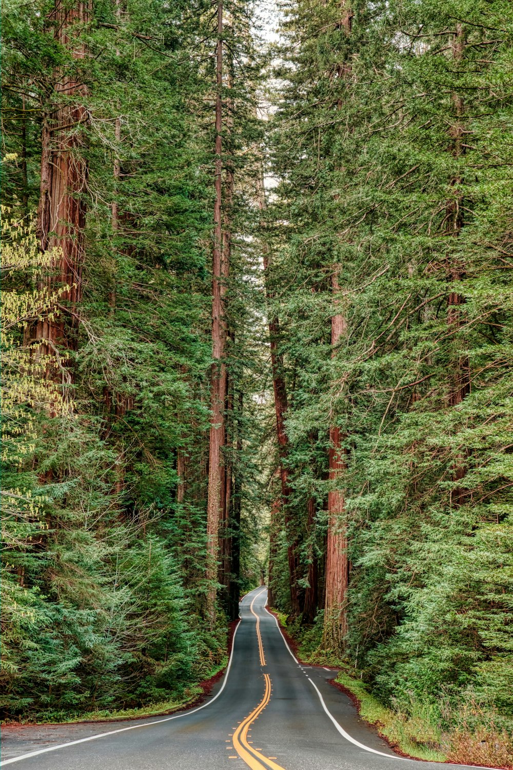 person in white jacket and blue denim jeans walking on pathway in the middle of forest