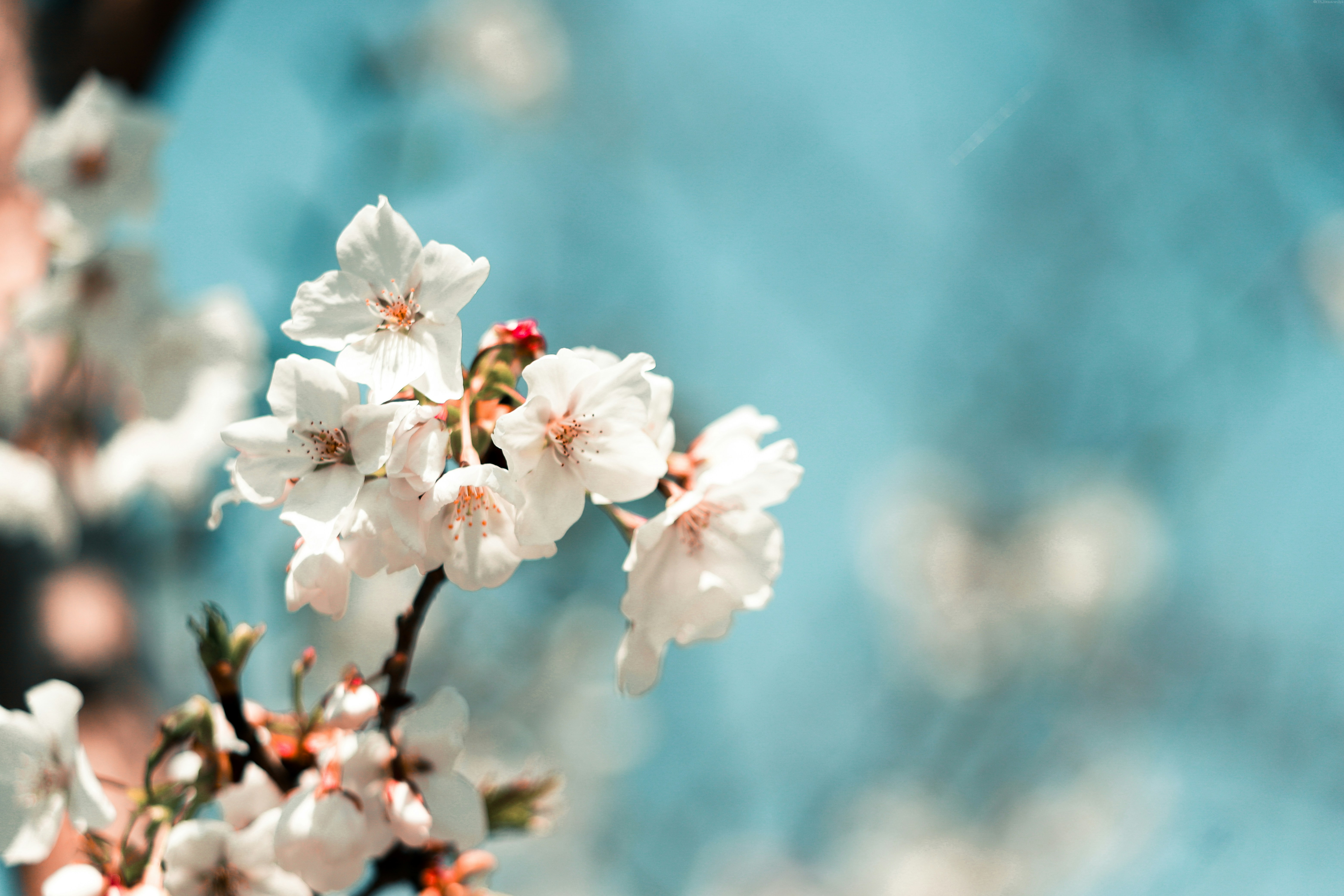 white and pink cherry blossom in close up photography