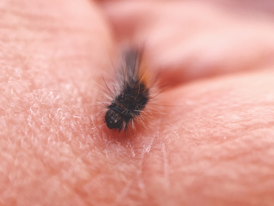 black insect on human skin