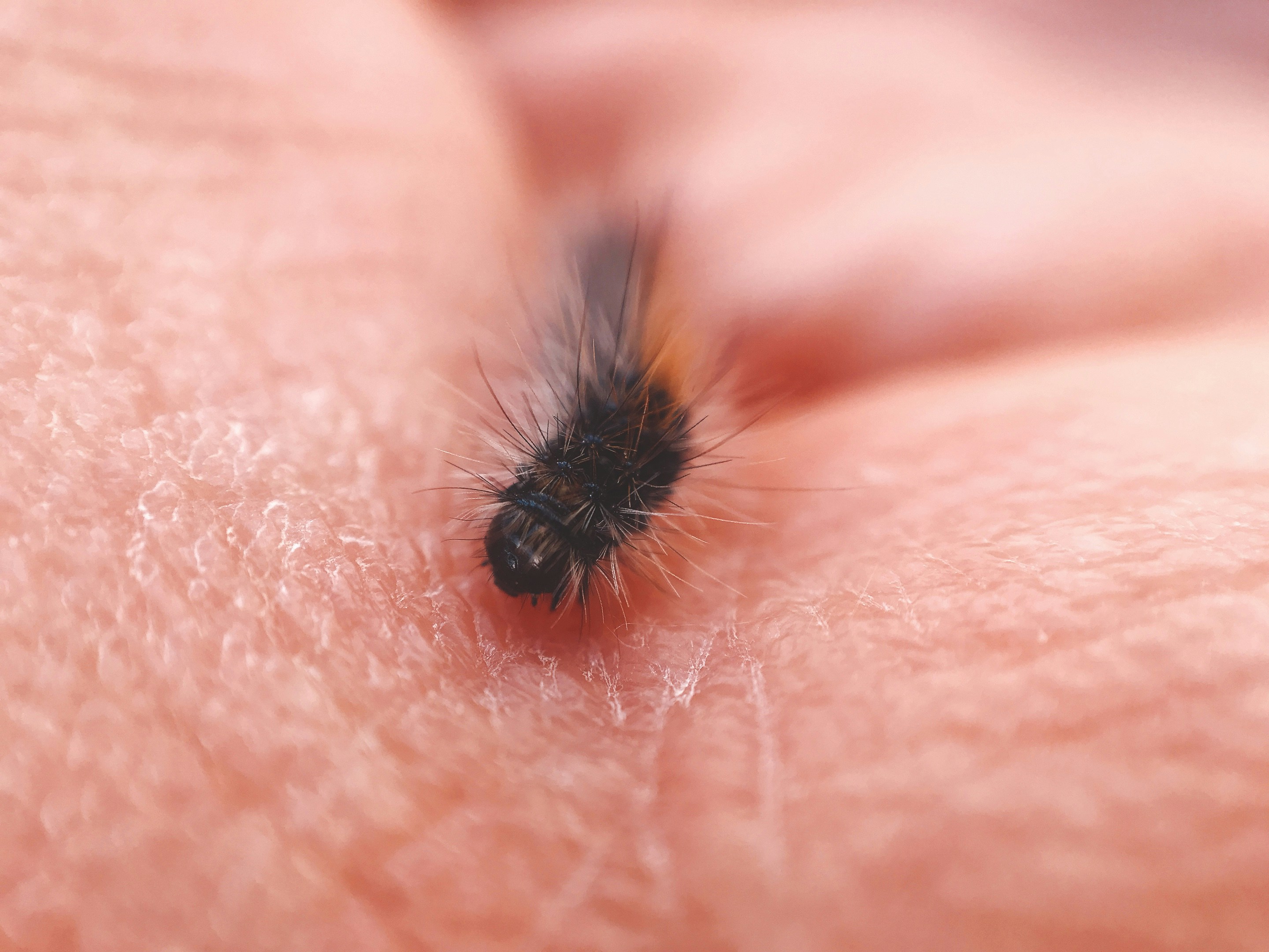 What Do Fleas Look Like On Bedding? Buffalo Plaids