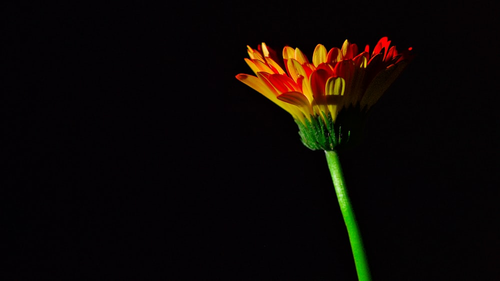 yellow and red flower in bloom