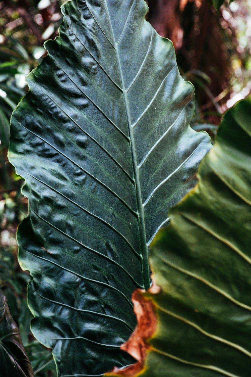 green leaf plant during daytime