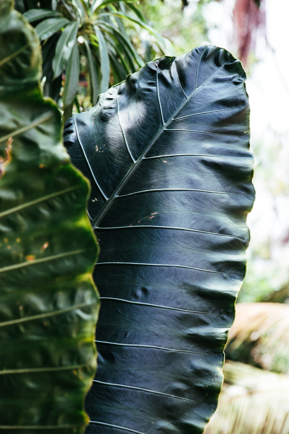 black leather glove on green leaf