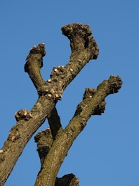 A close-up of a tree's pruned branches against a clear blue sky. The branches are thick and rugged, showing signs of recent cutting at various points along the limbs.