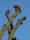 A close-up of a tree's pruned branches against a clear blue sky. The branches are thick and rugged, showing signs of recent cutting at various points along the limbs.