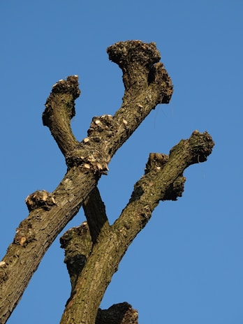 A close-up of a tree's pruned branches against a clear blue sky. The branches are thick and rugged, showing signs of recent cutting at various points along the limbs.
