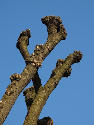 A close-up of a tree's pruned branches against a clear blue sky. The branches are thick and rugged, showing signs of recent cutting at various points along the limbs.