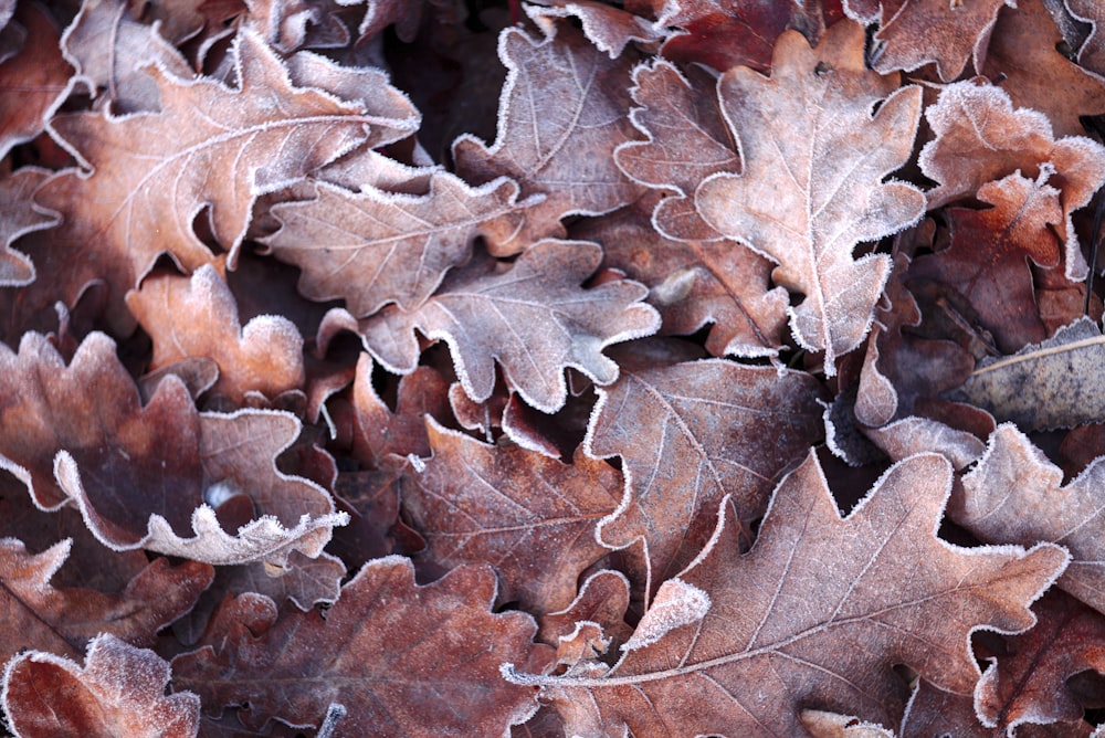 brown maple leaf on brown dried leaves