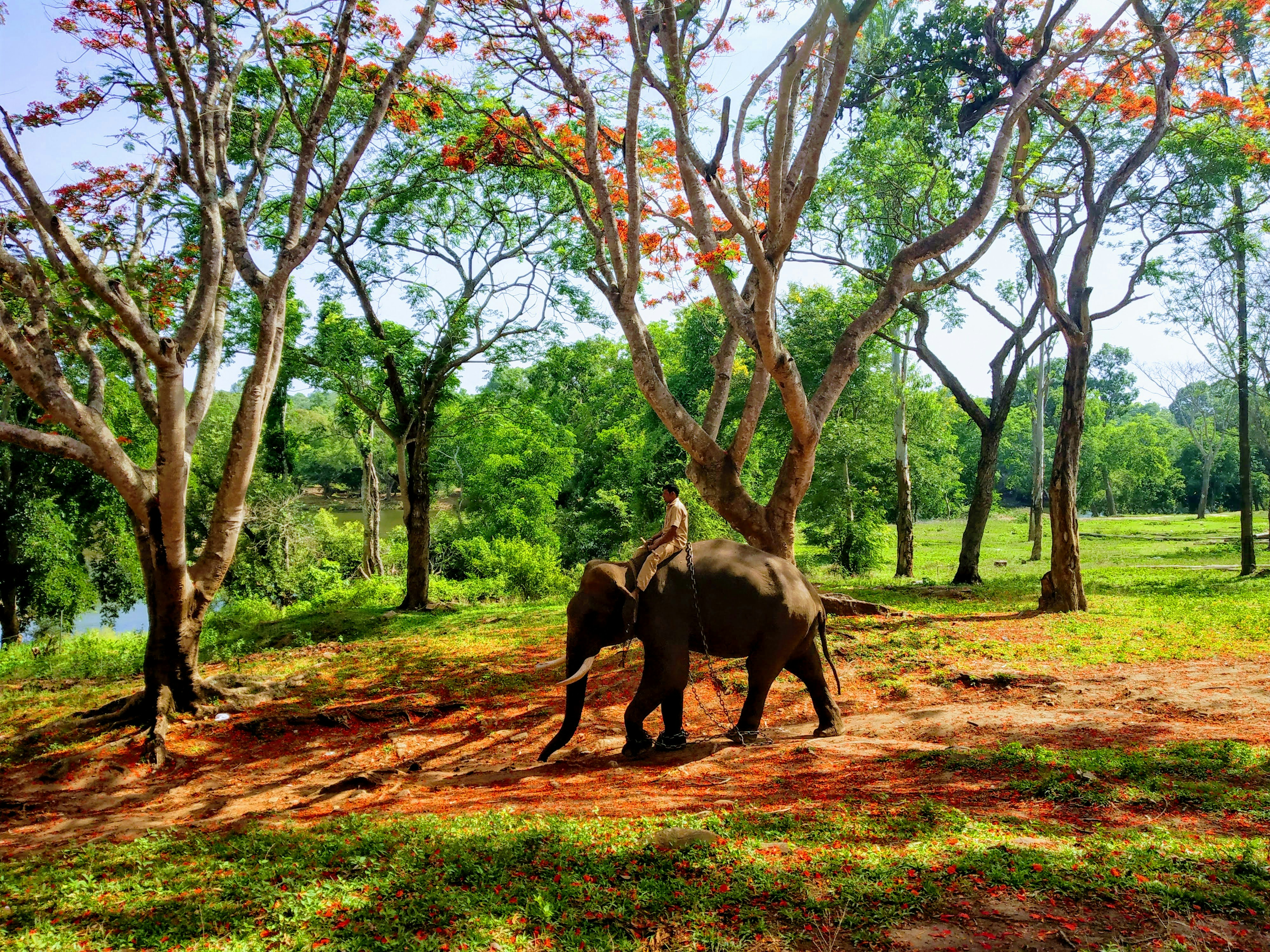 Coorg, elephant ride through the forest
