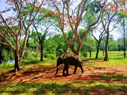 An elephant walking leisurely through a lush green forest with vibrant trees overhead. A person is sitting on the elephant's back, and the ground is dotted with red and green foliage creating a serene natural scene.