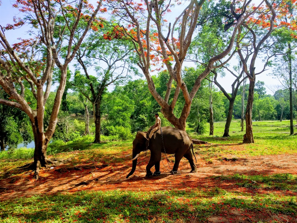 elephant walking on brown grass field during daytime