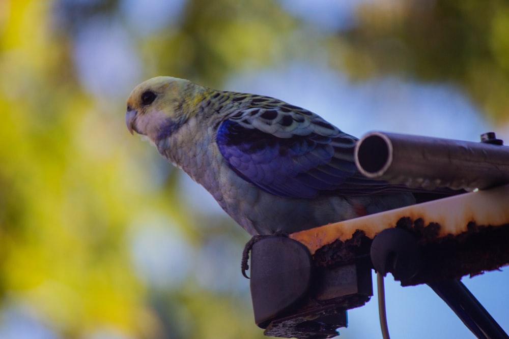 blue and white bird on brown wooden stick