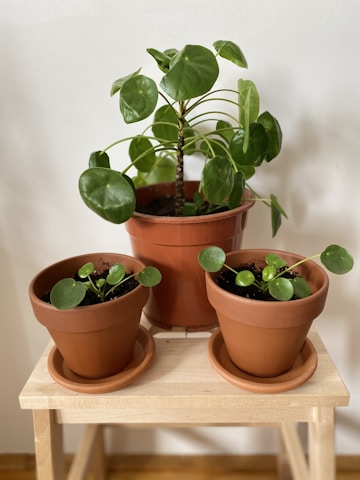 Several potted plants sit atop a wooden stool. The central plant is larger and bushier, while two smaller plants, one on each side, are just starting to grow. Each pot is made of terracotta, contrasting with the green leaves.