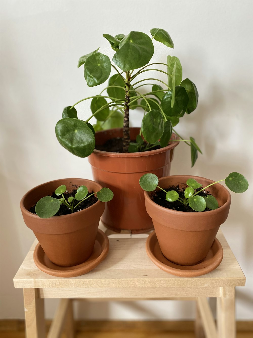 green plant on brown clay pot