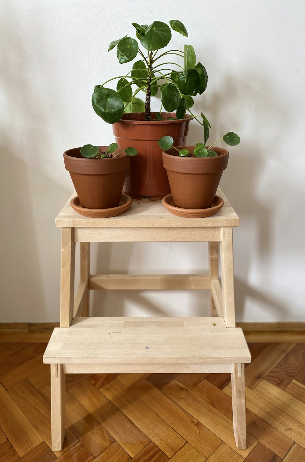 green plant on brown clay pot on brown wooden table